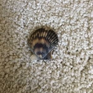 Natural Seashell for Small Pets